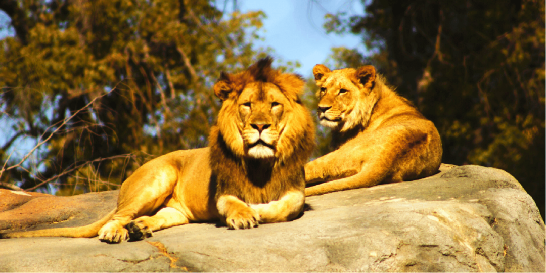28% de descuento Zoo Aquarium Madrid