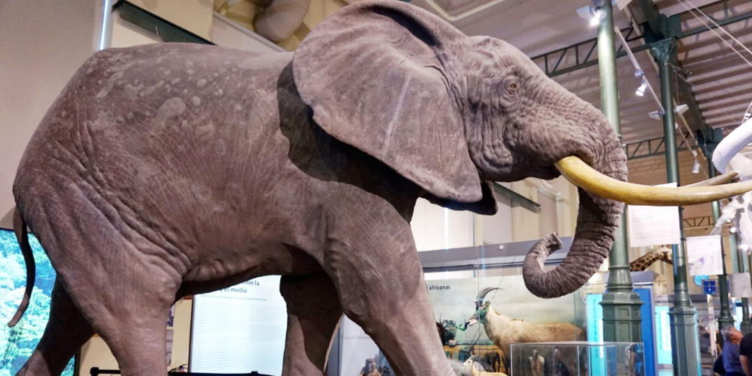 Museo Nacional de las Ciencias Naturales