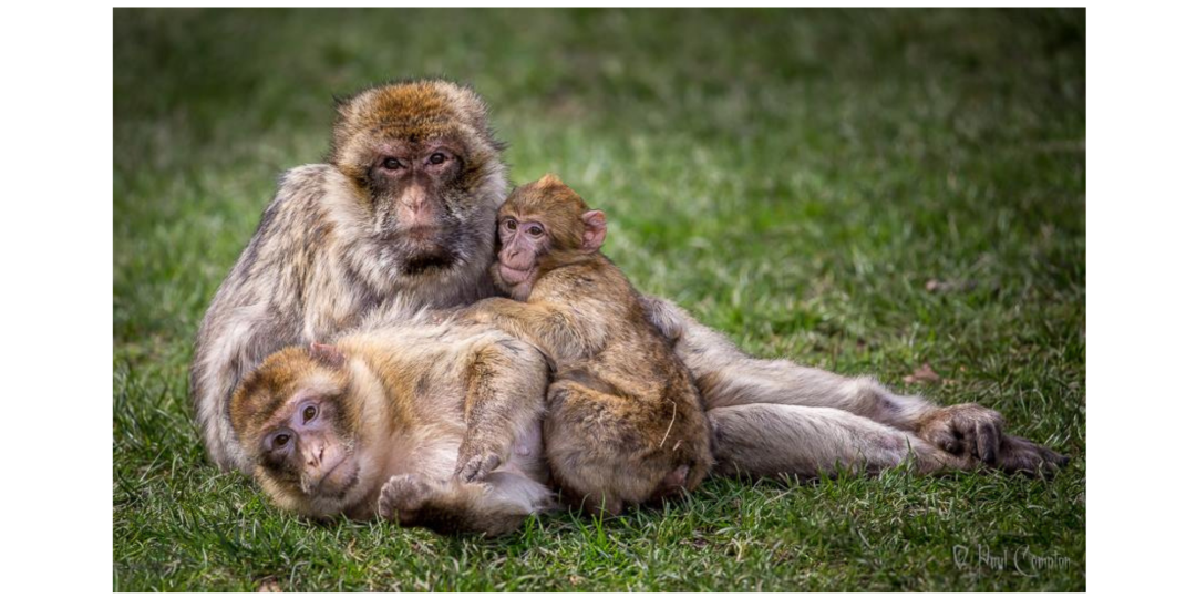 Trentham Monkey Forest