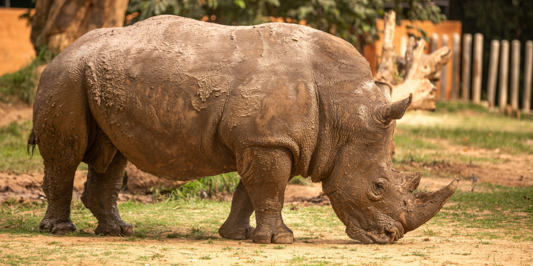 Miejski Ogród Zoologiczny w Płocku