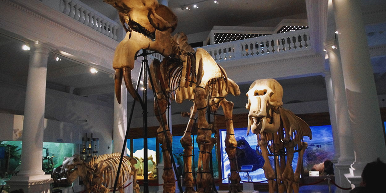 National Museum of Natural History "Grigore Antipa"